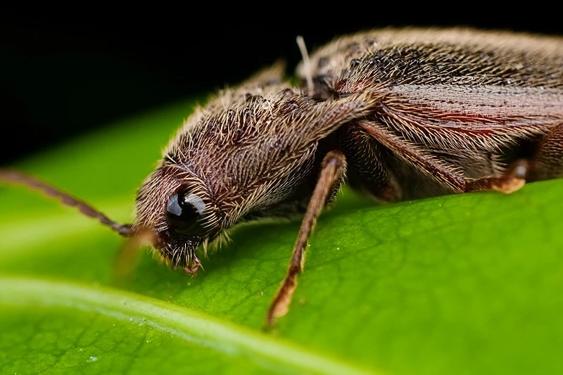 Foto em close-up de un besouro.