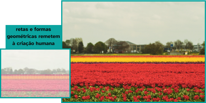 Foto de uma plantação de tulipas com fileiras de diferentes cores. Ao lado, ilustração demonstrando as linhas sugeridas.