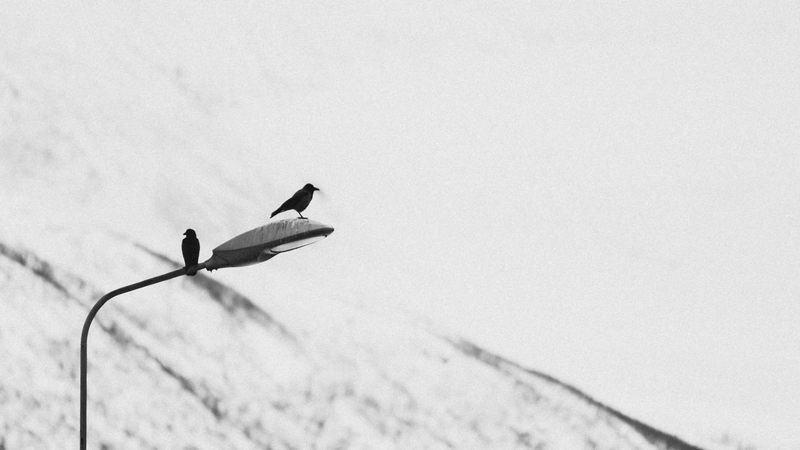 Foto de duas aves em cima de um poste.