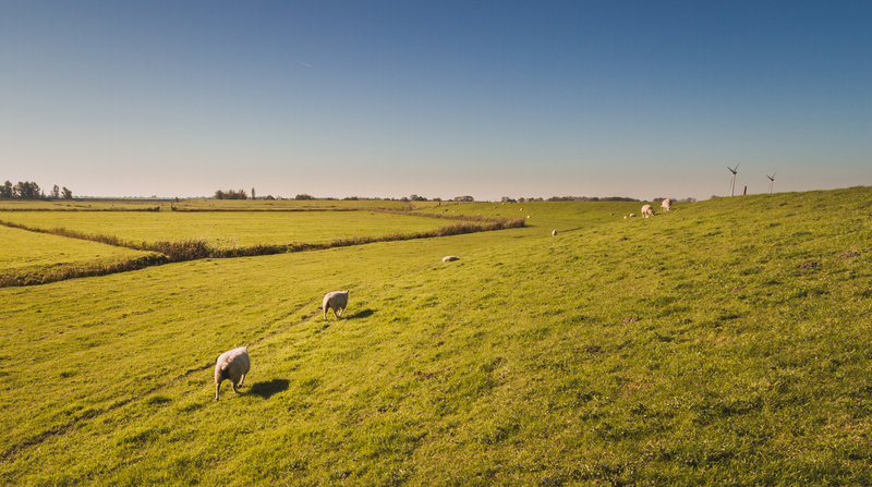 Foto de uma planície holandesa e algumas ovelhas caminhando em direção aos moinhos de vento.